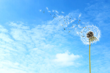 Beautiful puffy dandelion and flying seeds against blue sky on sunny day