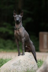 Dog with no fur named Xoloitzcuintle on sunrise in a park 
