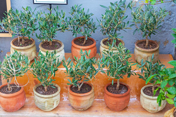 Fototapeta na wymiar Olives Tree Pots