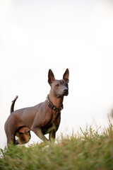 Dog with no fur named Xoloitzcuintle on sunrise in a park 