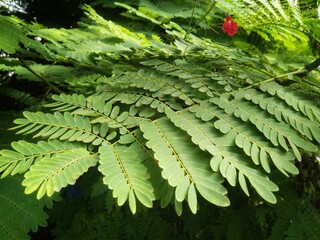 Delonix regia leaves (Royal Poinciana, Flamboyant Tree, Flame Tree, Peacock Flower, Gulmohar).nature background. leaves background, leaf background