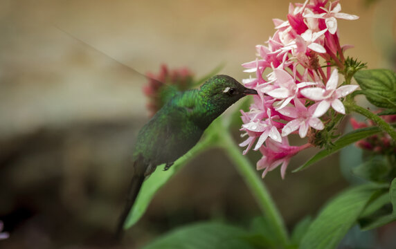 Green Bee hummingbird eating a pink blossom flower