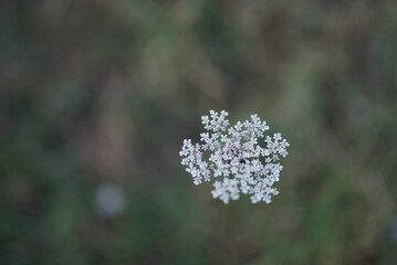 High angle shot of meadowsweet flowers