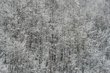 Snow covered trees