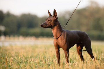 Dog with no fur named Xoloitzcuintle on sunrise in a park 