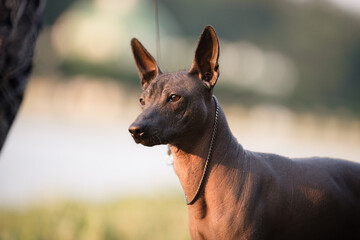 Dog with no fur named Xoloitzcuintle on sunrise in a park 