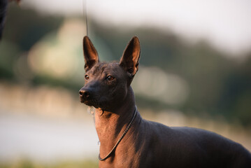 Dog with no fur named Xoloitzcuintle on sunrise in a park 
