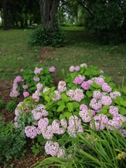 rare beautiful blooming pink hydrangea or Hortensia bushes on flower beds in the park. floral wallpaper