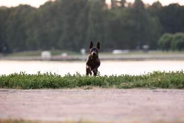 Dog with no fur named Xoloitzcuintle on sunrise in a park 