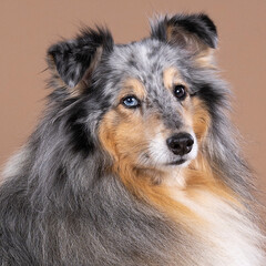 Cute odd-eye shetland sheepdog sitting against a beige background
