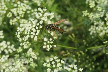 Wasp on falcaria flowers in the meadow
