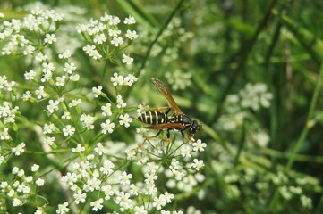 Wasp on a white falcaria flowers in the meadow, closeup