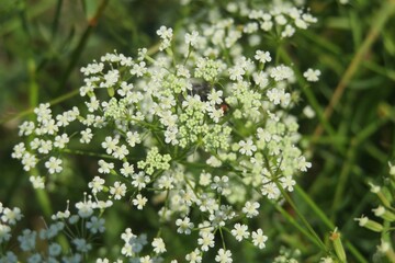 White falcaria flowers in the meadow on natural green background