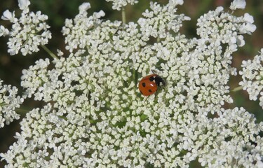 Ladybug on a white hogweed flowers background, closeup
