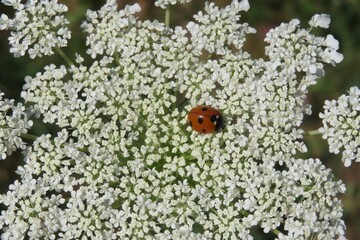 Ladybug on a hogweed flowers in the meadow, closeup