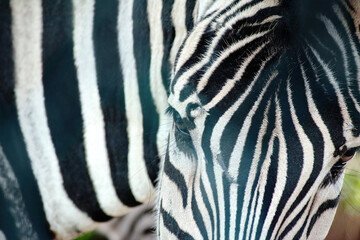 portrait of a beautiful black and white striped zebra close-up