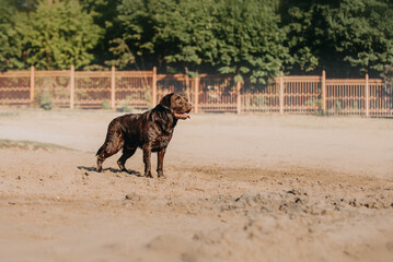 cute chocolate labrador on sunrise in a forest and water pond enjoying jumping and posing