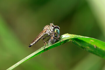 robber fly, assassin fly