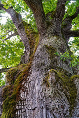 unusual tree, huge tree, giant tree, 1000 year old tree
nature, oak, tree trunk, tree bark