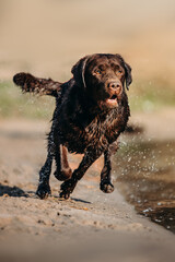 cute chocolate labrador on sunrise in a forest and water pond enjoying jumping and posing