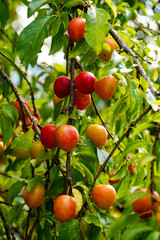 wild plum, cherry plum, plum branch, fruit, fruit tree, nature, garden, background , autumn 