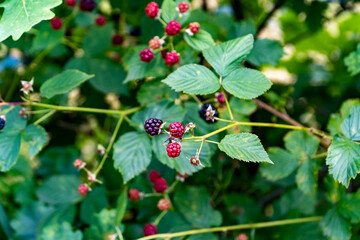 wild blackberry, forest bramble, berry, berry bush, wild ber
