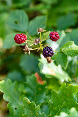 wild blackberry, forest bramble, berry, berry bush, wild ber