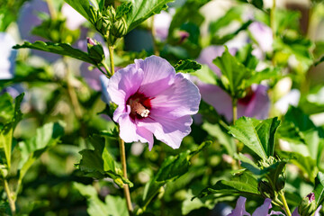 Obraz na płótnie Canvas Hibiscus, flower on a bush, Chinese rose, tea flower, flower