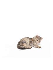 Fototapeta premium Cute little grey kitten posing on white background