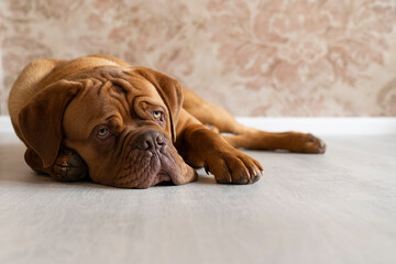 Portrait of an adult Dogue de Bordeaux dog lying on the floor looking up bored