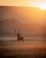 Reindeer in a misty field at sunset