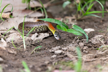 headshot a red-necked snake in the forest Chiang Mai, Thailand. People who don't know this snake will be afraid. Poor snakes are often attacked. From misunderstandings,