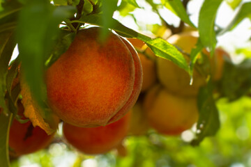 Peaches garden close-up. Juicy bright summer fruits on a branch in the garden are ripening. Red-orange sweet peaches on a blurry background of leaves. Warm sun rays, the concept of healthy nutrition