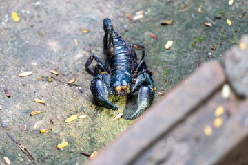 selective focus large black scorpion on the ground in front of the house during the rainy season Poisonous insects during the rainy season. Warning concept. danger from poisonous animals