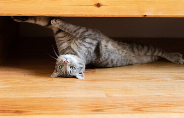 Sassy grey cat lays under a furniture in the dark and making funny face