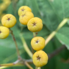 Yellow rowan berries on a tree branch