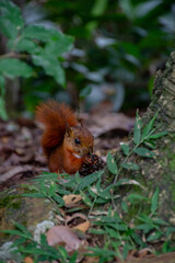 chipmunk in the forest 7