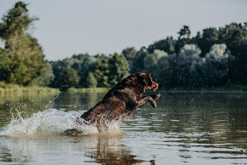 cute chocolate labrador on sunrise in a forest and water pond enjoying jumping and posing