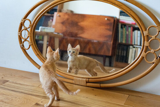 Orange kitty watch himself in a vintage rattan mirror