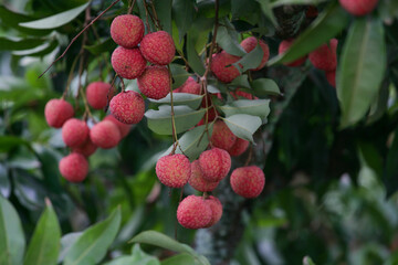 litchi fruit