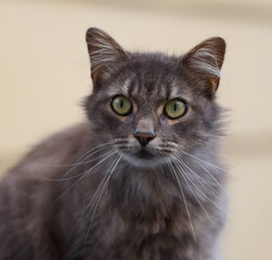 Portrait of a fluffy gray green-eyed cat