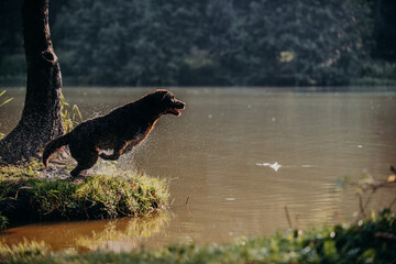 cute chocolate labrador on sunrise in a forest and water pond enjoying jumping and posing