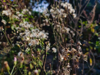 Cyanthillium cinereum is a species of perennial plants in the sunflower family. The species is native to tropical Africa and to tropical Asia and has become naturalized in Australia, Mesoamerica, etc.
