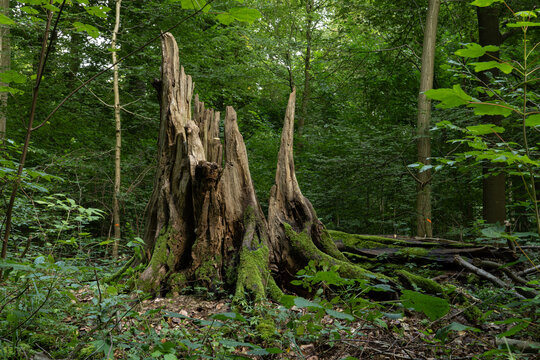 vermoderndes Holz und Baumst&uuml;mpfe im Wald mit Moos &uuml;berwachsen