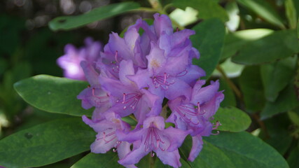 purple flower in the garden