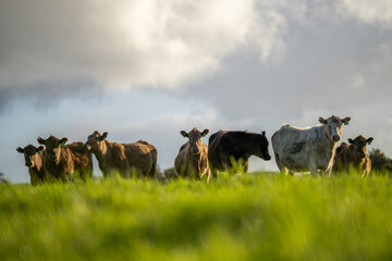 Angus, wagyu and murray grey beef bulls and cows, being grass fed  on a hill in Australia.