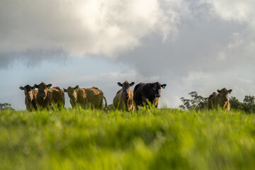 Angus, wagyu and murray grey beef bulls and cows, being grass fed  on a hill in Australia.