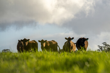Angus, wagyu and murray grey beef bulls and cows, being grass fed  on a hill in Australia.