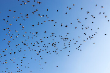 A flock of starlings in the sky