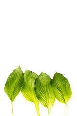 Hosta leaves isolated on white in the form of a frame. Space for text. Copy space